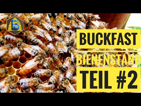 #Buckfast Königinnenvermehrung und Bienenstand | Teil #2| #Bienendom