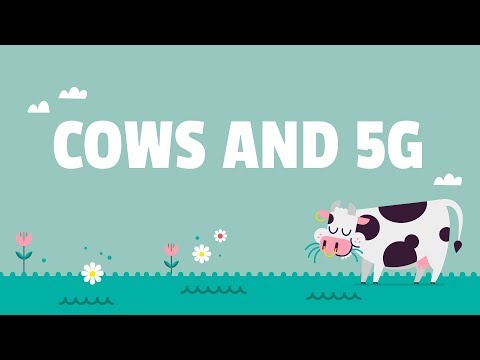 How cows helped shape wireless network standards