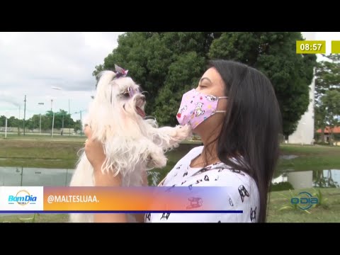 Pets fazem sucesso como influenciadores digitais 25 01 2021