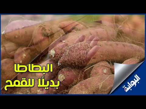 البطاطا بديلًا للقمح.. التموين تكشف عن رغيف عيش البطاطا
