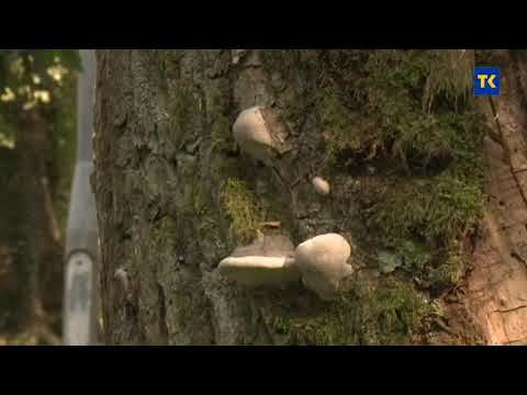 Sabahudin Dino Šabanović - Oj javore, javore