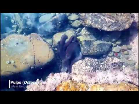 Vídeo de Octopus vulgaris. <em>© Iñaki Rojo Legarra