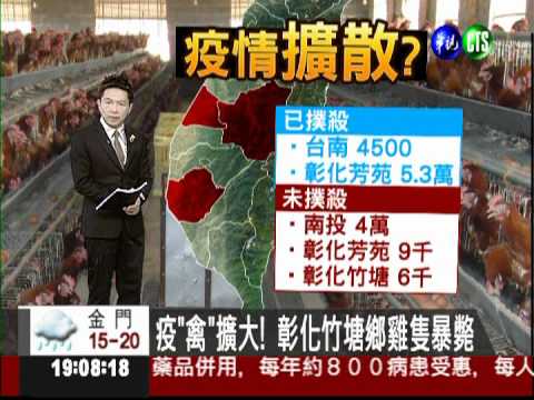 疫"禽"擴大! 彰化竹塘鄉雞隻暴斃