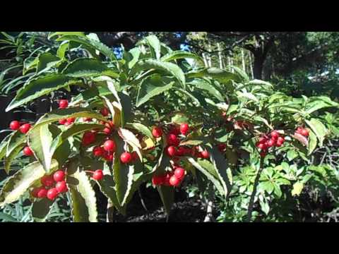 Ардизия (Ardisia): комнатное растение