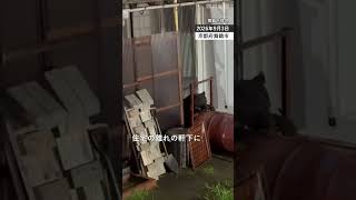 【速報】親子のクマ2頭が軒下に 緊急銃猟へ 京都・舞鶴 #クマ #舞鶴 #京都