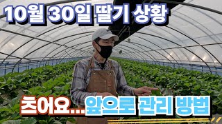 10월 30일 촬영 본/ 딸기 재배 현황 및 동절기 온습도 관리 방법 공개