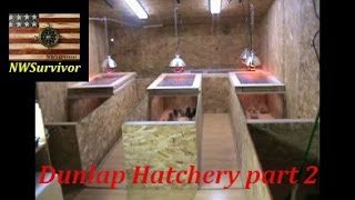 Dunlap Hatchery chicks 2016 2 weeks old part 2