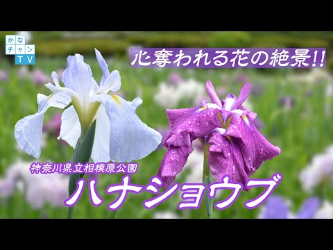 花菖蒲 ２万株の絶景【神奈川県立相模原公園】【ジャパニーズ アイリス 】