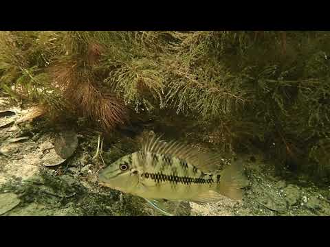 Pantanal River Habitat