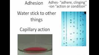 Water - Cohesion & Adhesion