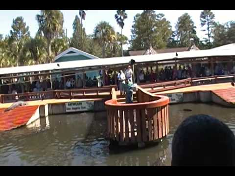 Gatorland - Jumparoo
