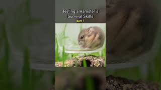 Testing a Hamster's Survival Skills pt1
