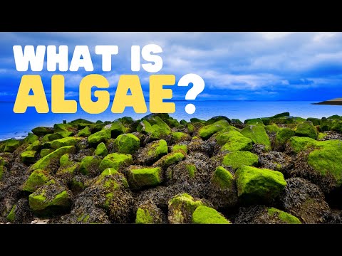 image-What is a simple definition of algae?