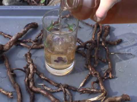 Da quello che la moglie beve Cura di erba di burattinaio di alcolismo