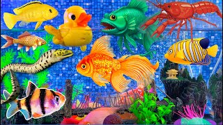 4n1Colorful fish surprise find eggs, fish surprise, dragon fish, snake, angelfish, goldfish, cichlid
