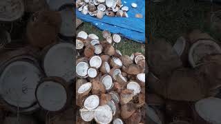 Download lagu Info Kelapa 19 | Proses Kelapa Jadi Kopra #kelapa #kebunkelapa #kopra #petani #jualkopra mp3