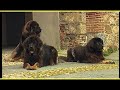 Dogo del Tibet - TIBETAN MASTIFF trailer documentario (Mastino Tibetano)