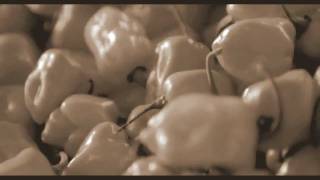 Ke$ha feat. Wiz Khalifa, André 3000, T.I., &amp; Lil Wayne - Sleazy Remix 2.0 Get Sleazier.mp4