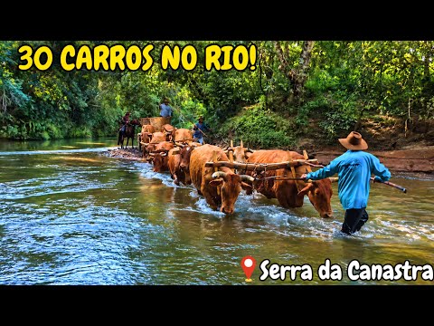 Mais de 30 Carros de Boi Atravessando o Rio na Serra da Canastra 😱🐂