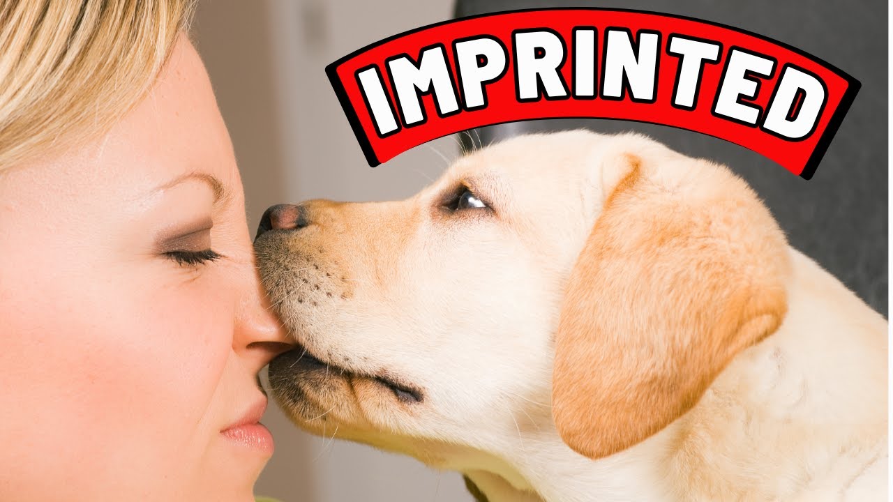 11 Signs That Your Dog Considers You Its Mother