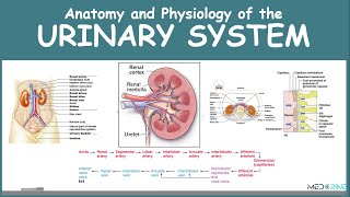 Anatomy and Physiology of the Urinary System Simplified