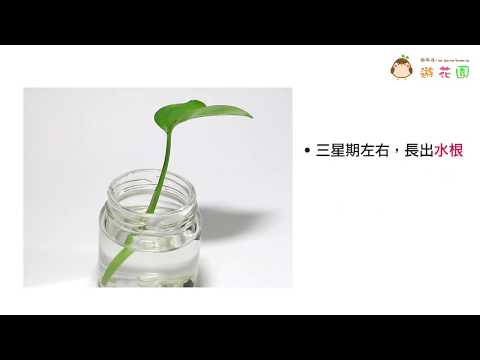 黃金葛綁紅線