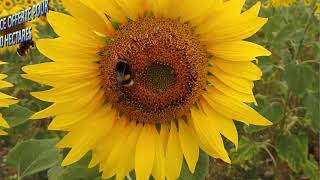 Bilan petit gibier saison 2020/2021