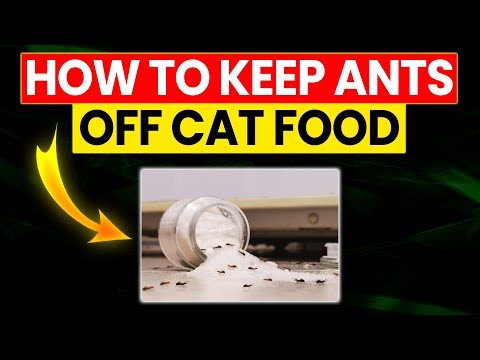 How to Keep Ants Off Cat Food: Effective Tips and Tricks