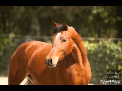 Karym und seine Familie