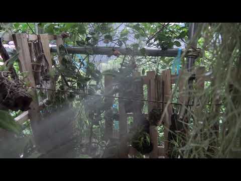 蘭に木炭や木灰を加えますか？その理由は次のとおりです。  庭園