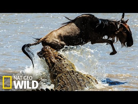 Crocodile attacks buffalo