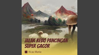 Download lagu Jalak Kebo Pancingan Super Gacor mp3 Download lagu Jalak Kebo Pancingan Super Gacor mp3