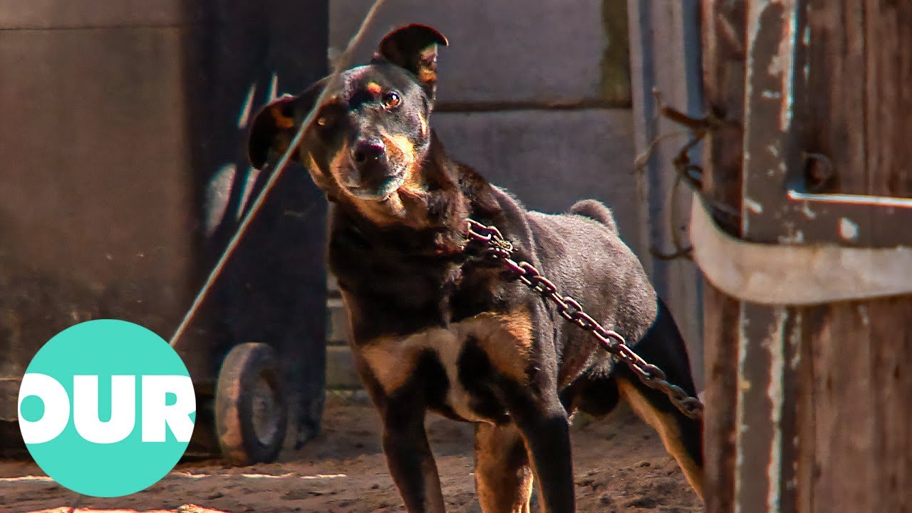 Animal Cops Rescuing Animals In Desperate Need of Help
