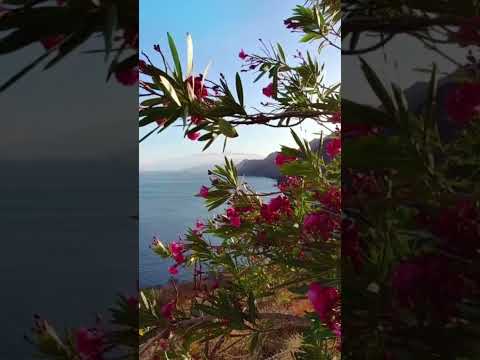 morning sunrise 🌅  nature video