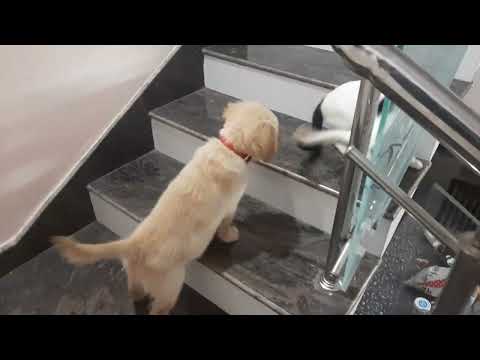 Funny cat and dog Compilation | अजीब बिल्ली और कुत्ते वीडियो