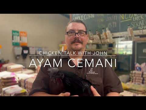 Wabash Feed and Garden- Chicken Talk with John: Ayam Cemani Chickens