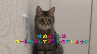 ボールで遊んでくれるのか？Will you play with the ball?