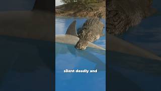 Download lagu Shark VS Crocodile Who Will Win? mp3 Download lagu Shark VS Crocodile Who Will Win? mp3
