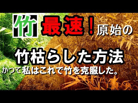 庭の小さな木立: 侵入しすぎた竹の根を取り除くにはどうすればよいですか?  庭園
