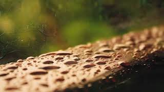 Schubert: Ellens Gesang III (Ave Maria!), Op. 52, No. 6, D. 839, &quot;Hymne an die Jungfrau&quot;