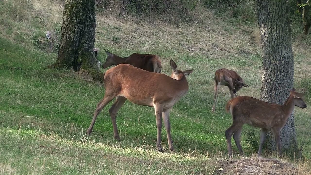 Scènes de famille