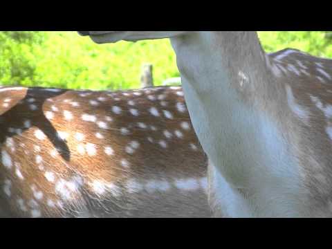 Deer Chewing Their Cud
