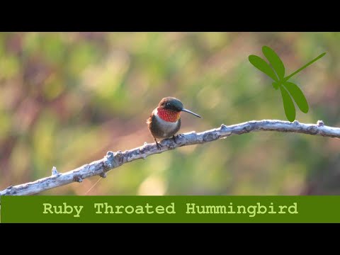 Ruby Throated Hummingbird