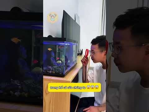 Phát hiện tay khổng lồ bên trong hồ cá 😱#shorts
