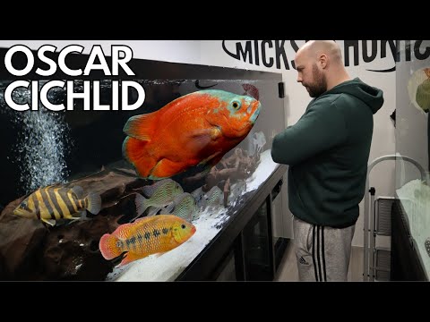 The Most INTERACTIVE fish - the oscar cichlid