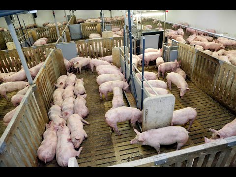 Moderne Schweinemast - Großgruppenhaltung in den Niederlanden | H+L