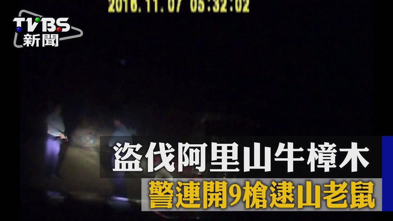盜伐阿里山牛樟木　警連開9槍逮山老鼠