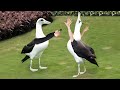 If Birds Had Arms - Compilation
