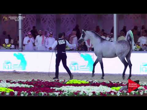 N.259 HF SANTIAGO DE MAGNIFIQUE