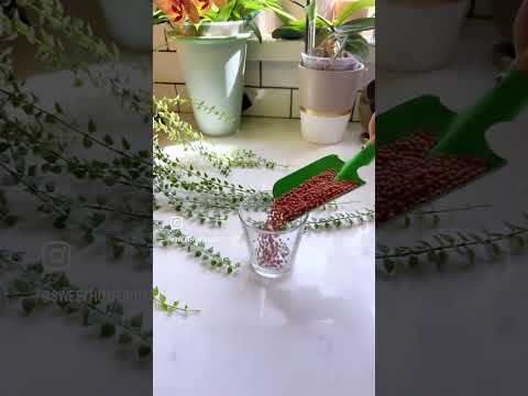 園芸 ハートの連鎖